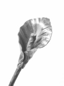 Калла кованая (новая)